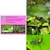 50 Pcs Insect Lures For Tea Mosquito Bug (Helopeltis Theivora)